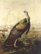 John James Audubon the american wild turkey cock oil painting picture wholesale